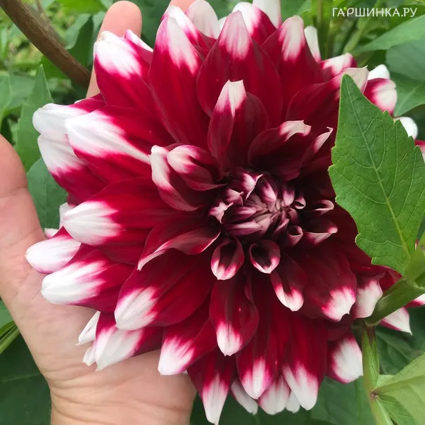 превью изображения отзыва