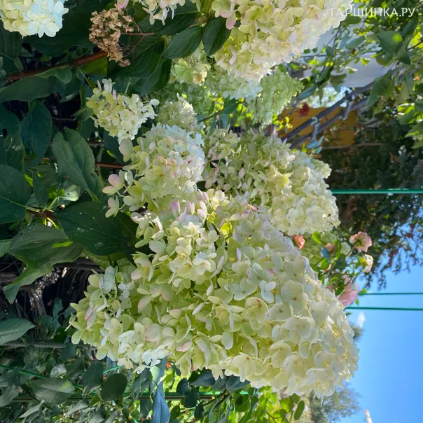 превью изображения отзыва