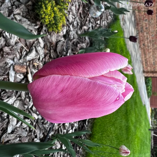 превью изображения отзыва