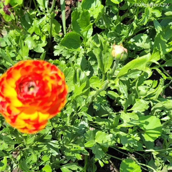 превью изображения отзыва