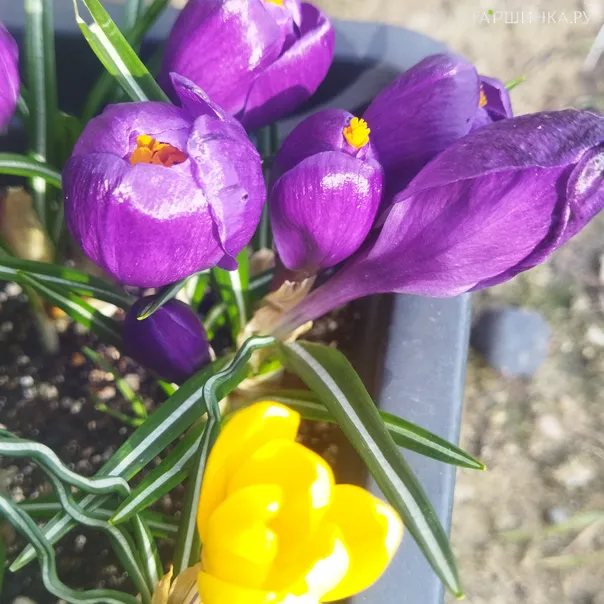 превью изображения отзыва