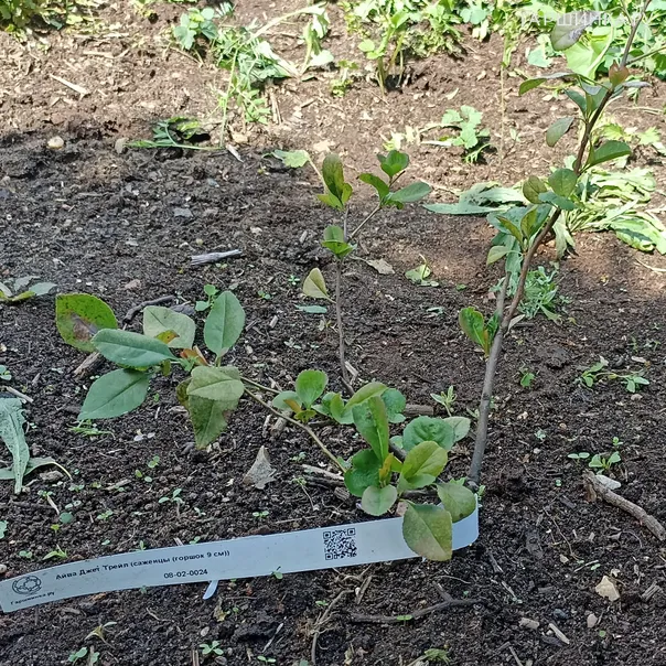 превью изображения отзыва