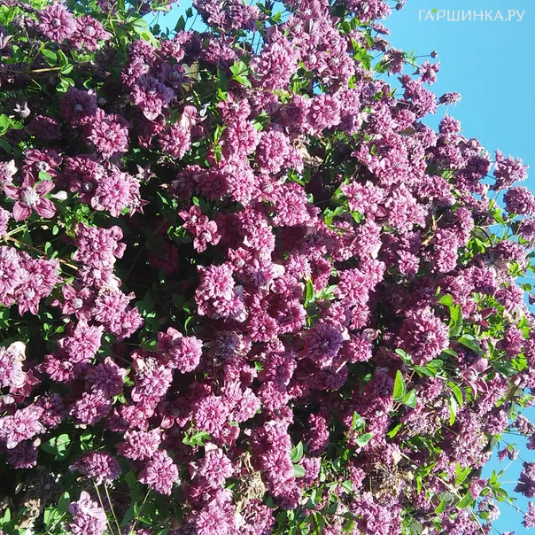 превью изображения отзыва