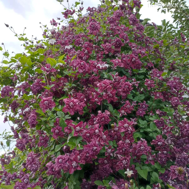 превью изображения отзыва