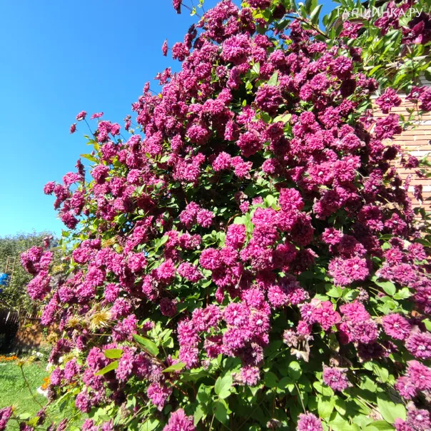 превью изображения отзыва