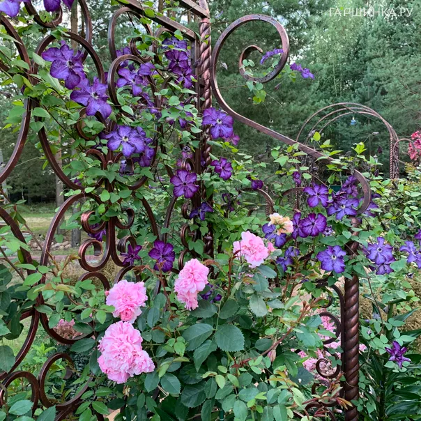 превью изображения отзыва