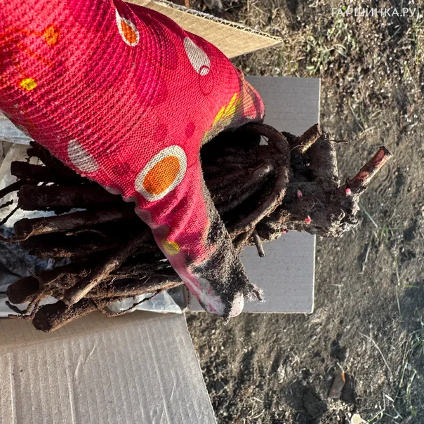 превью изображения отзыва