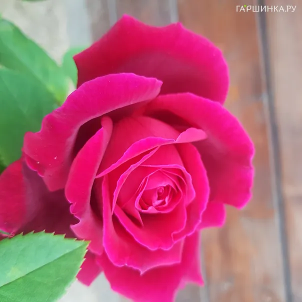 превью изображения отзыва