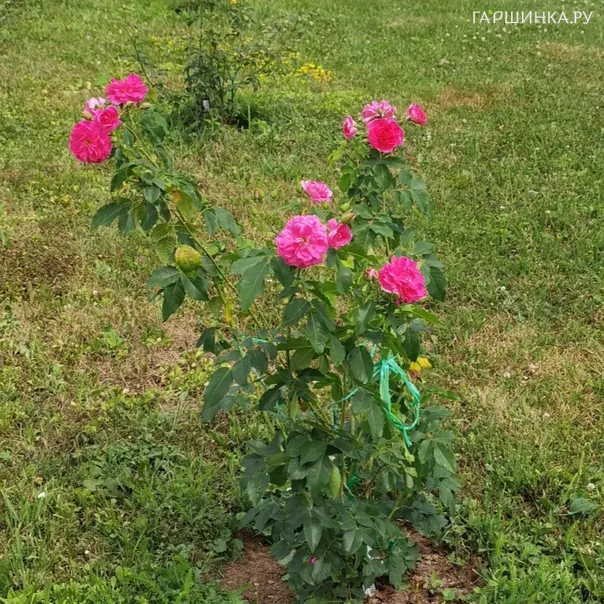 превью изображения отзыва