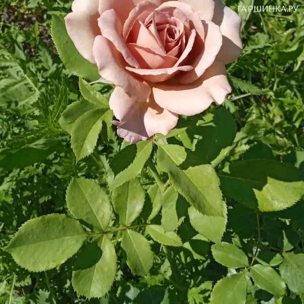 превью изображения отзыва