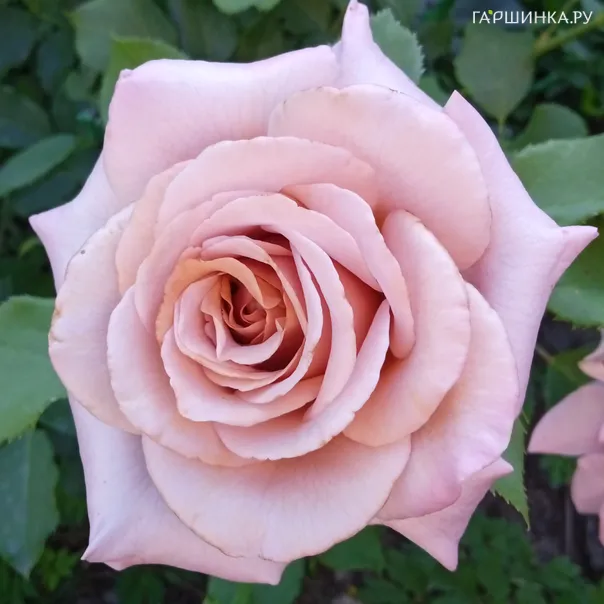 превью изображения отзыва