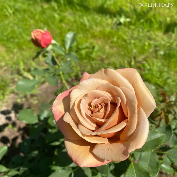 превью изображения отзыва