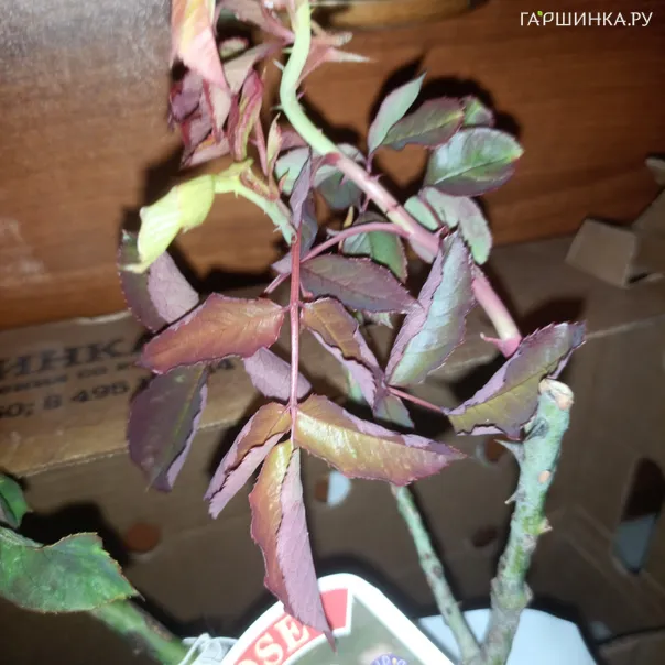 превью изображения отзыва