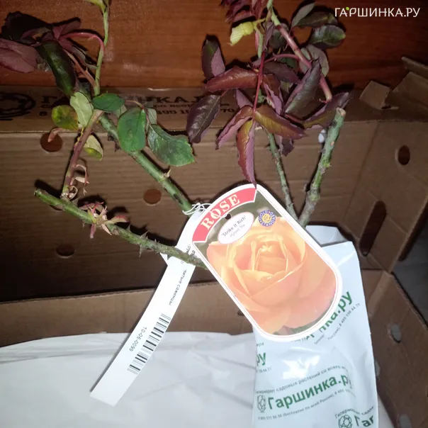 превью изображения отзыва