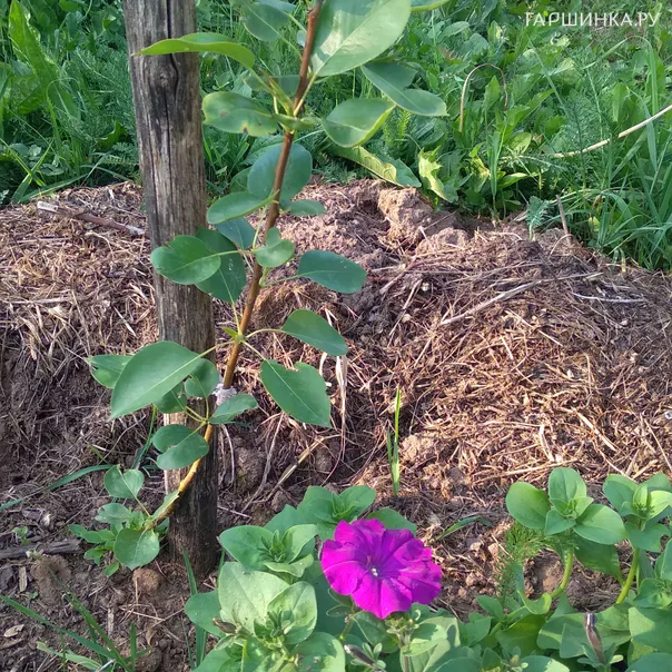 превью изображения отзыва