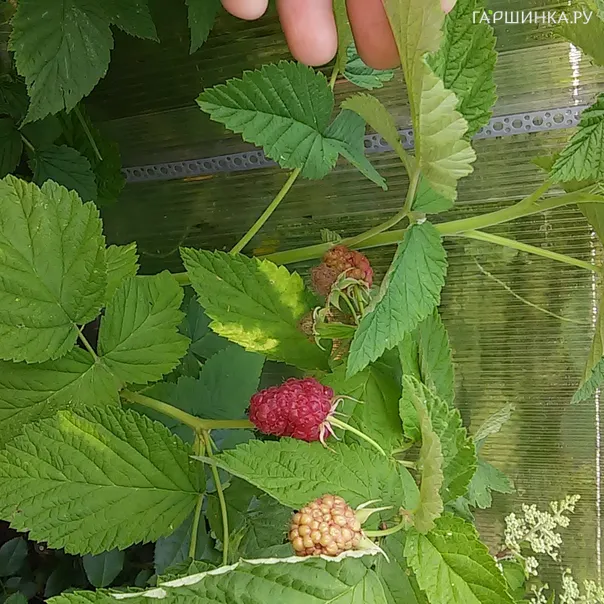 превью изображения отзыва