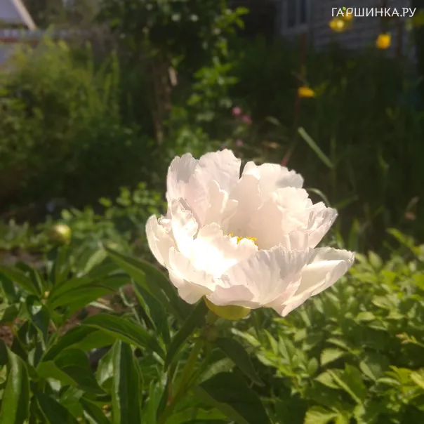 превью изображения отзыва