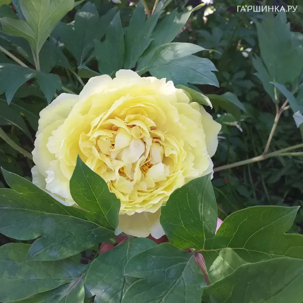 превью изображения отзыва