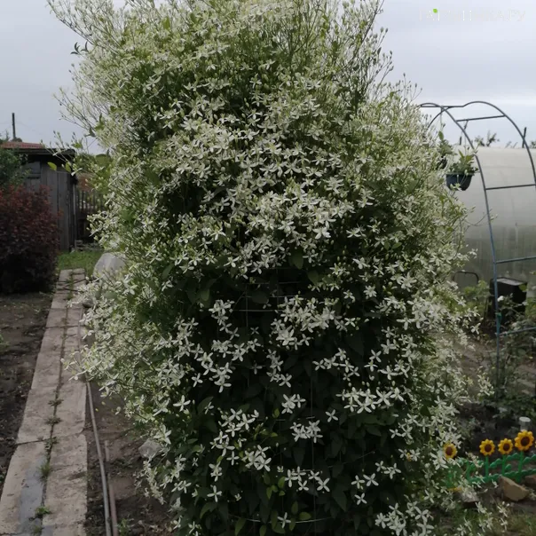 превью изображения отзыва