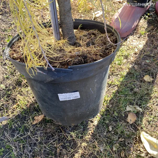 превью изображения отзыва