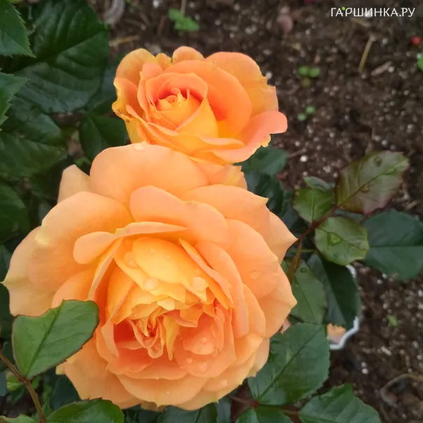 превью изображения отзыва