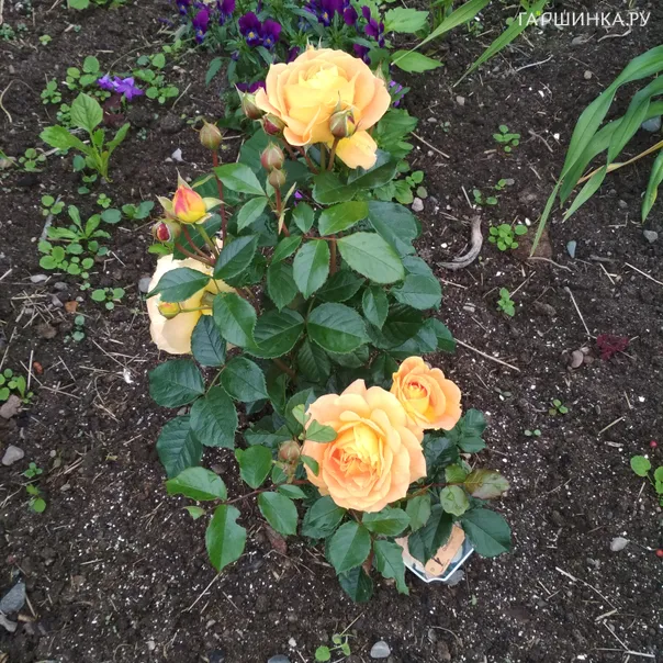 превью изображения отзыва