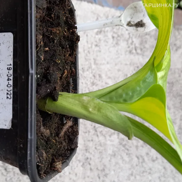 превью изображения отзыва