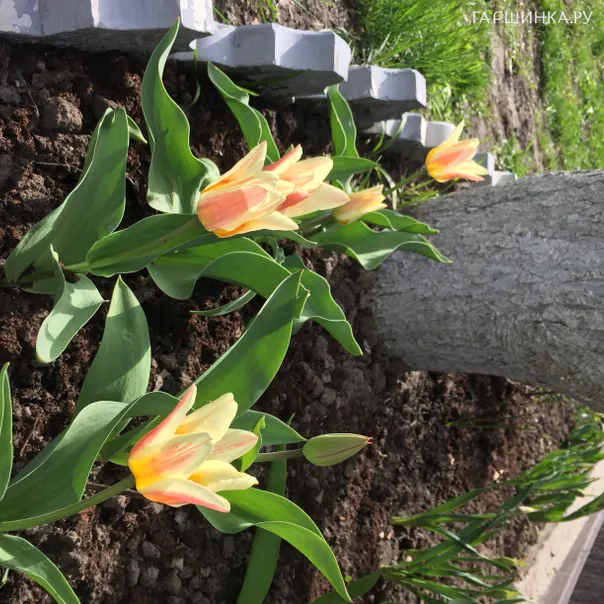 превью изображения отзыва