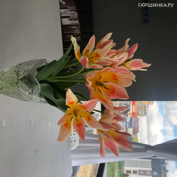 превью изображения отзыва