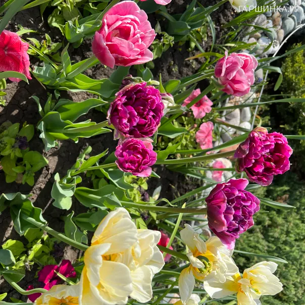 превью изображения отзыва