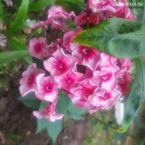 превью изображения отзыва