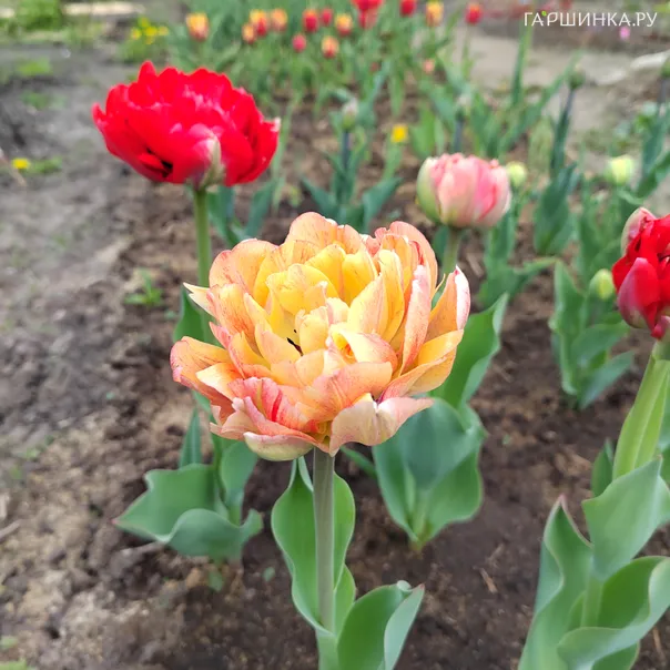 превью изображения отзыва