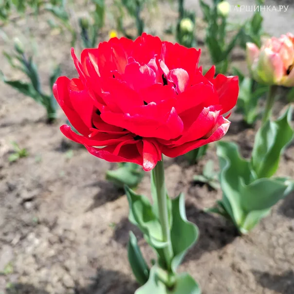 превью изображения отзыва