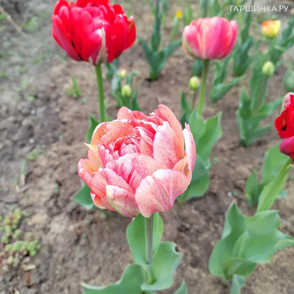 превью изображения отзыва