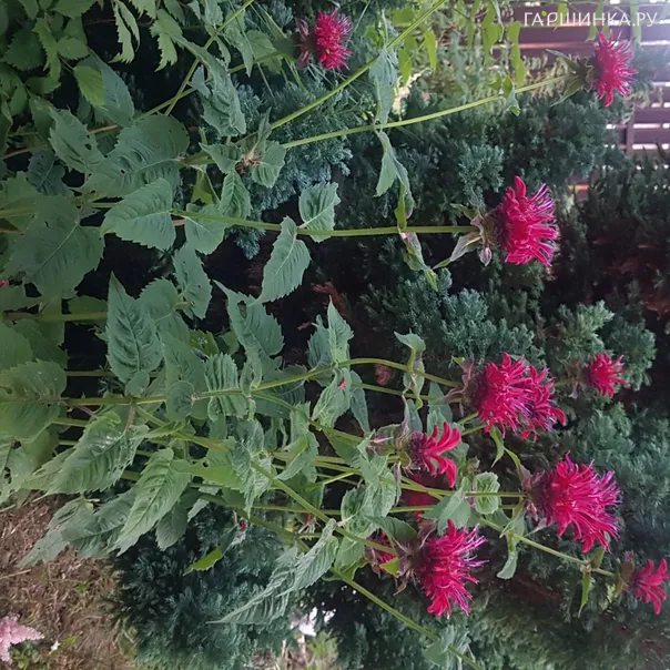 превью изображения отзыва