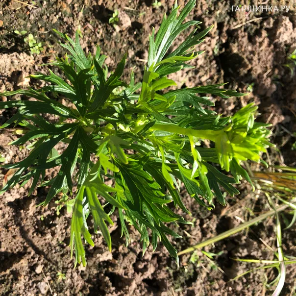 превью изображения отзыва