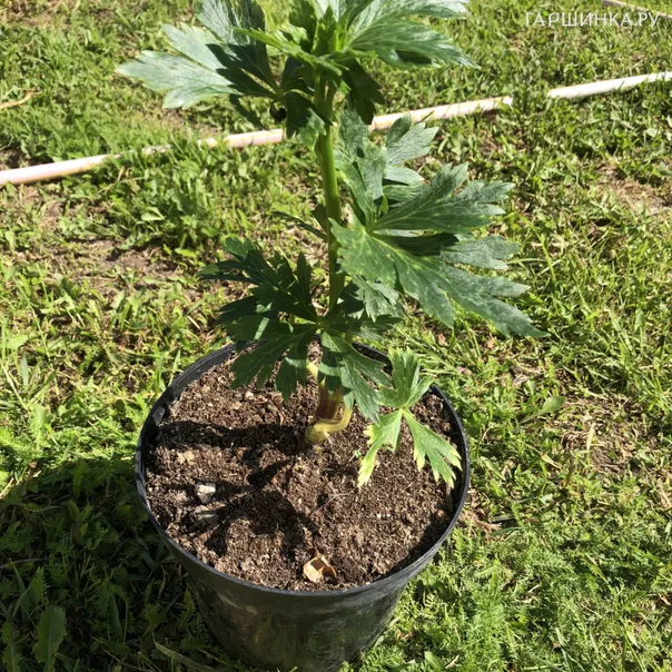 превью изображения отзыва