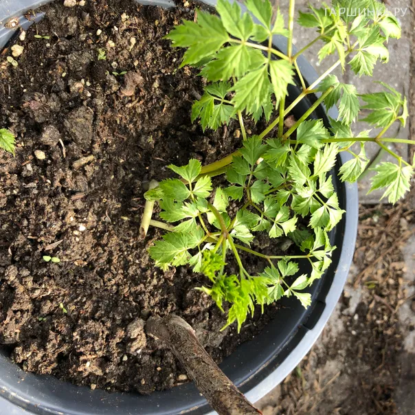 превью изображения отзыва