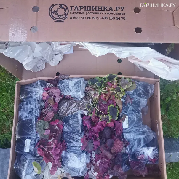 превью изображения отзыва