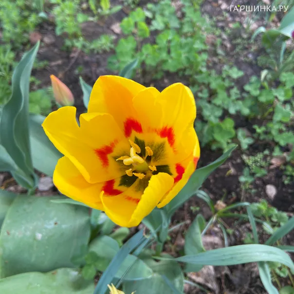 превью изображения отзыва