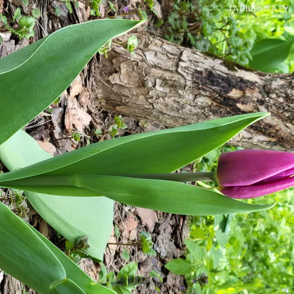 превью изображения отзыва