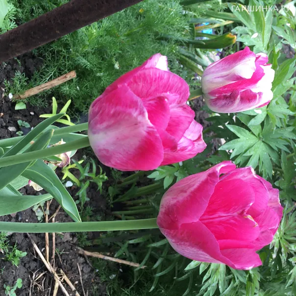 превью изображения отзыва