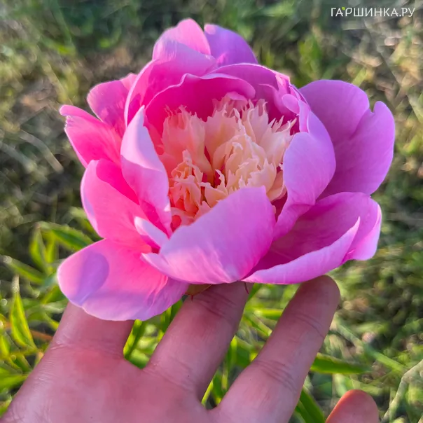 превью изображения отзыва