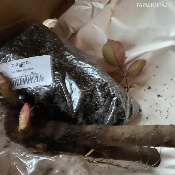 превью изображения отзыва