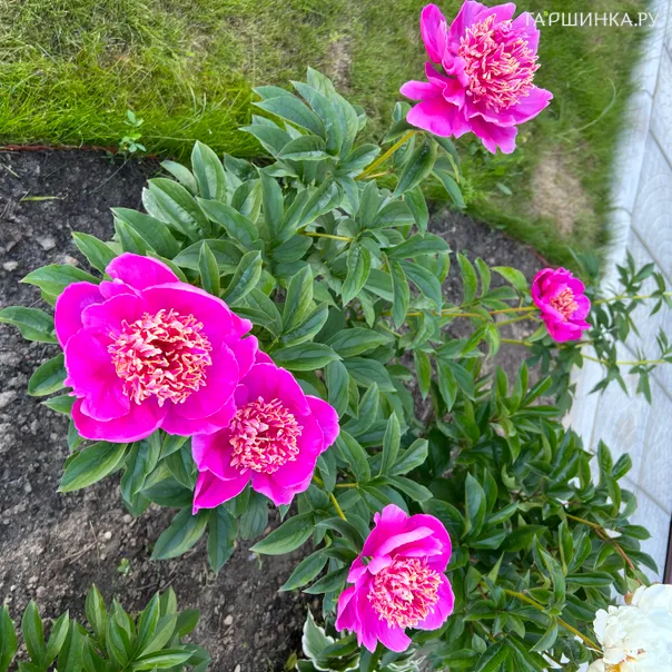 превью изображения отзыва