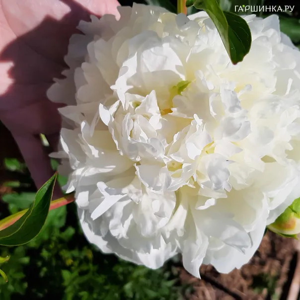 превью изображения отзыва