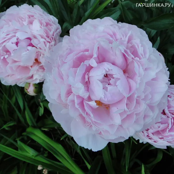 превью изображения отзыва