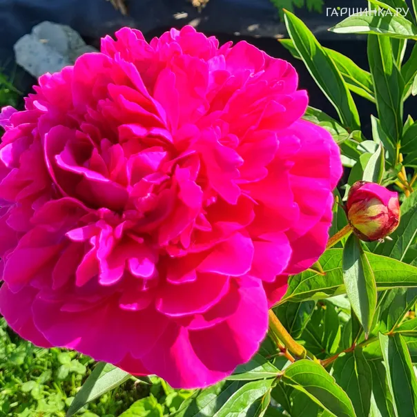 превью изображения отзыва