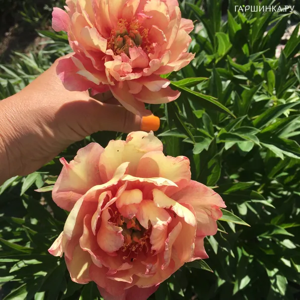 превью изображения отзыва