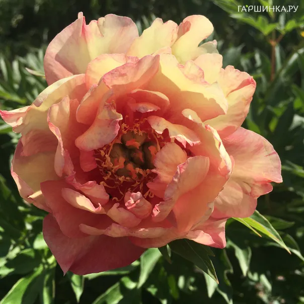 превью изображения отзыва